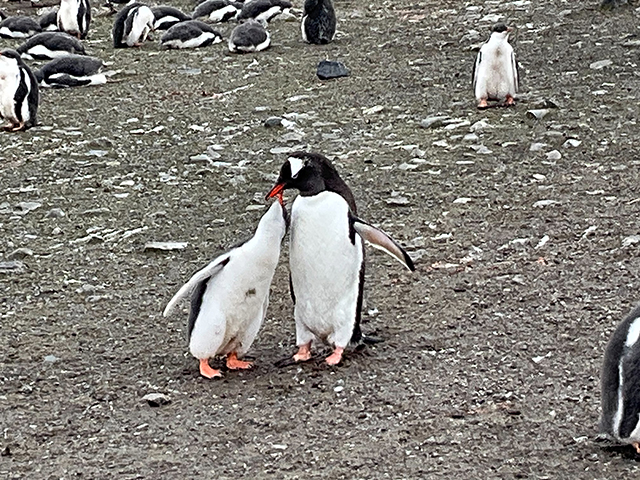 ベストシーズン！ 南極大陸本島へ上陸 ワールド・エクスプローラーで航く 大自然と野生動物を見学 南極探検クルーズ 16日間