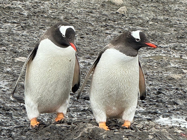 ベストシーズン！ 南極大陸本島へ上陸 ワールド・エクスプローラーで航く 大自然と野生動物を見学 南極探検クルーズ 16日間