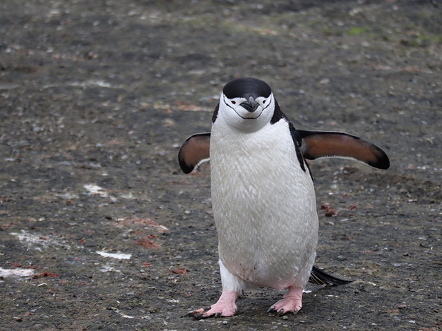 ベストシーズン！ 南極大陸本島へ上陸 ワールド・エクスプローラーで航く 大自然と野生動物を見学 南極探検クルーズ 16日間