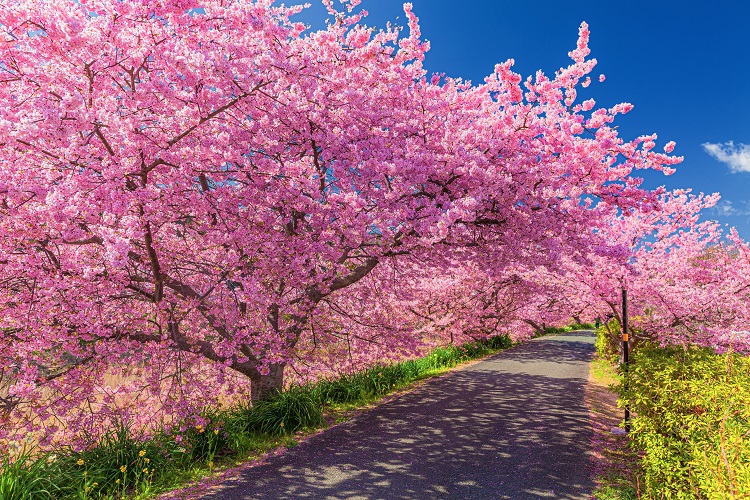河津桜の季節で桜の絶景を楽しむ
